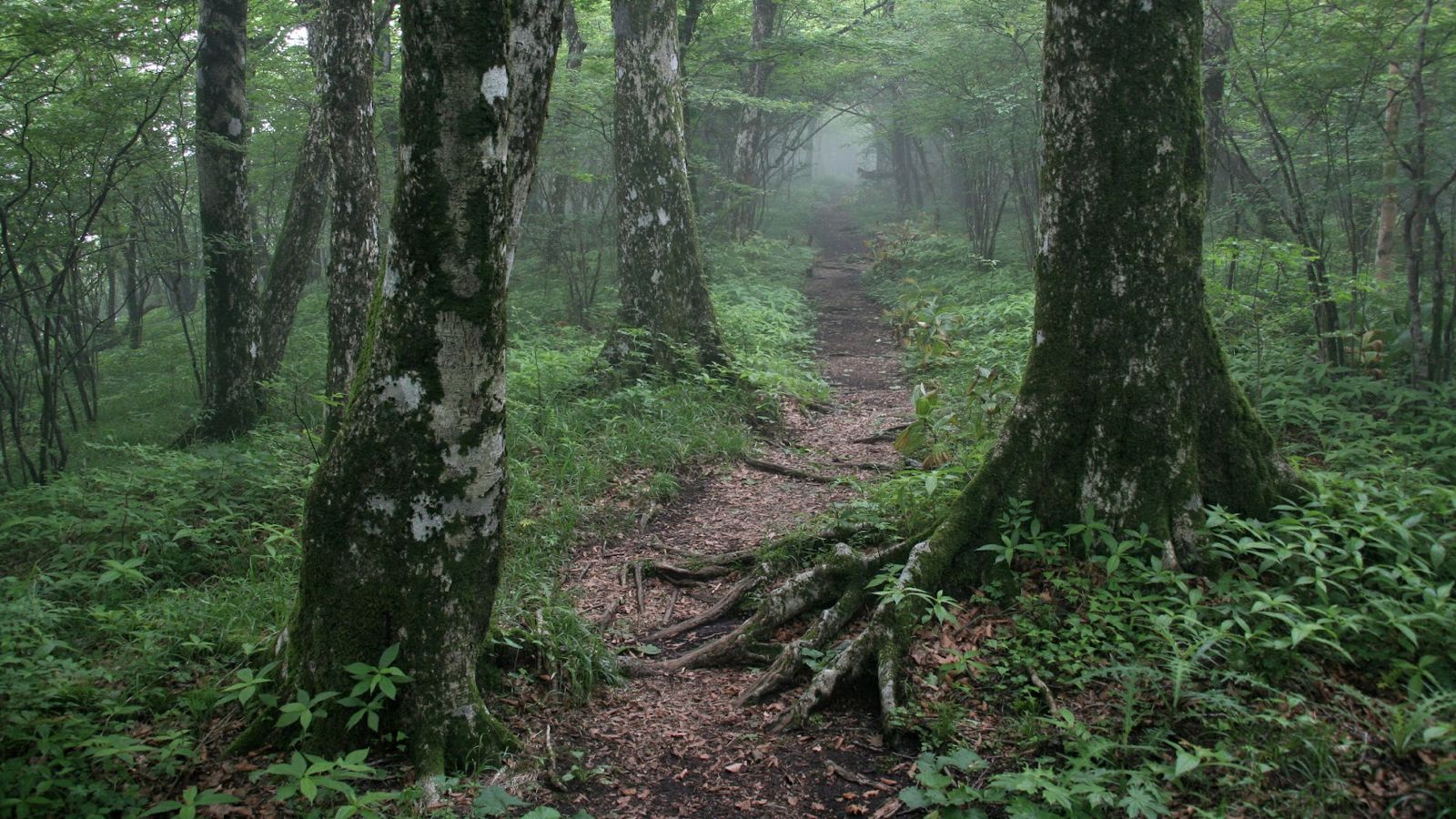 Yamanashi forest and nature